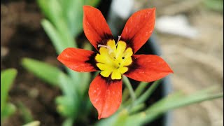 Sparaxis Red Reflex one of the most brightly coloured flower bulbs you can grow in your garden [upl. by Estren188]