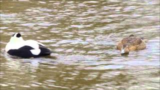 Common eider female courtship behaviour [upl. by Nari504]