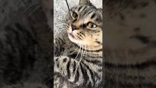 catvideos cattitude cuteanimal catlover catitude catcute [upl. by Avilo]