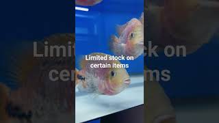 4TH OF JULY BLOWOUT SALE aquariumfish fish monsterfishkeeper [upl. by Ylro]