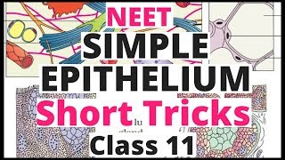 Biology Bytes Short TricksStructural Organisation in Animals NEETAIIMS NCERT Biology Class 11 [upl. by Bonn]