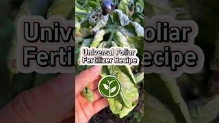 Universal Foliar fertilizer recipe shortvideo garden howto youtubeshorts viralvideo video [upl. by Aniroc401]