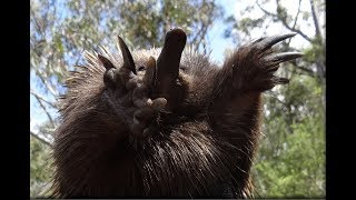 Echidnas in the wild [upl. by Oakes]