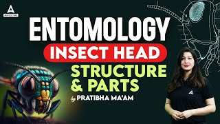 Entomology  Insect Head Structure amp Parts  Short Concepts of Entomology By Pratibha Maam [upl. by Vernor]