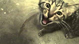 Baby Kittens Meowing [upl. by Gairc]