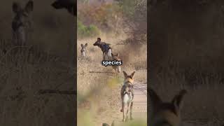 Meet the Wild Dogs Ruling the Wilderness [upl. by Eichman]