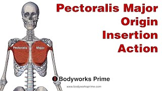 Pectoralis Major Anatomy Origin Insertion amp Action [upl. by Retsam]