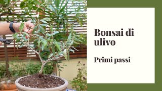 2 Prendersi cura dei bonsai di ulivo regalati [upl. by Yekcaj]