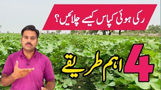 How to increase growth of cotton plants  Abid Ali Agrarian [upl. by Etnoed107]