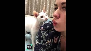 top 5 funny cat and dog moments  cat and dog fight  cute cat  dangerous dog  funny cat [upl. by Julian47]