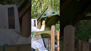 Massive Hornet Nest SWARM and ATTACK in Playhouse fyp viralvideo viralshorts hornetking [upl. by Kramer]