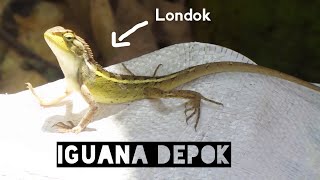 Peliharaan Unik Buat Pemula Iguana KW  Bunglon Surai [upl. by Prussian]