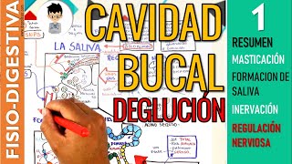 FISIOLOGIA de la CAVIDAD BUCAL MASTICACION Formación de SALIVA INERVACIÓN REFLEJOS  Digestivo [upl. by Alrahc]