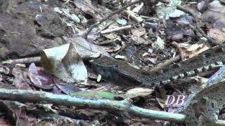 le Fer de lance commun Trigonocéphale ou Grage commun Bothrops atrox [upl. by Naawaj94]