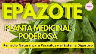 DOCUMENTAL EPAZOTE Planta Medicinal Usos Usos y Beneficios para la SALUD [upl. by Duggan]