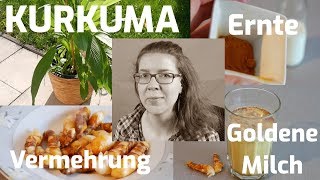 Kurkumacurcuma longa Ernte  Vermehrung  Verarbeitung  Goldene Milch [upl. by Gottuard658]