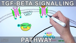 TGF Beta Signalling Pathway [upl. by Oigroig]