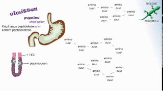 Voeding en vertering  eiwitten [upl. by Adneram]