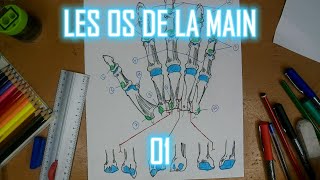 LES OS DE LA MAIN SCHEMA 01  VUE DORSALE  ANATOMIE [upl. by Anatsirhc]