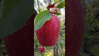 Kullu apple kashmir kashmir posh kulluapple farming viralvideo [upl. by Aseeram289]