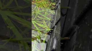 Propagating the Most AMAZING Pond plant… [upl. by Obmar]