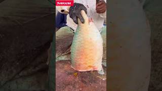 Very Nice Parrot Fish Cutting Skills  Fantastic techniques fish parrotfishcutting [upl. by Lovering]