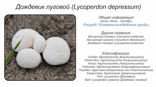 Дождевик луговой Lycoperdon depressum [upl. by Suoivatco]