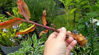 Propagating Hedychium greenei From Bulbils [upl. by Gustavus]