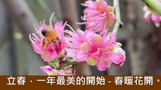 立春Beginning of Spring 南半球的澳洲。立春，一年最美的開始 春暖花開。春天快樂！ [upl. by Houser]