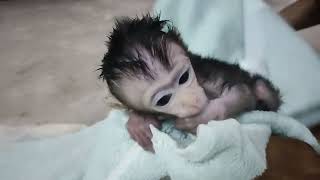 Daily monkey clean the koko from soil dirt 😘😘😘😘 [upl. by Ennej]