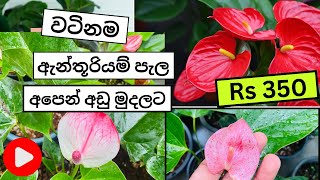 ඇන්තූරියන් පැල මිල ගණන් ඔක්කොම Best Anthurium plants SeedsbushMother plants [upl. by Wivinah463]