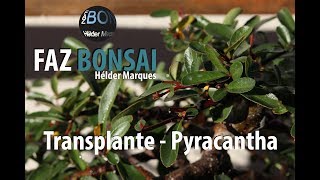 Transplante de uma Pyracantha [upl. by Vaules]