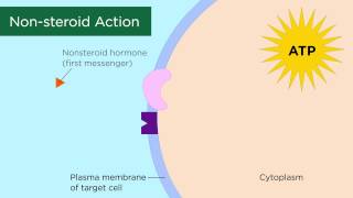 Mechanisms of Hormone Action [upl. by Hoffert]