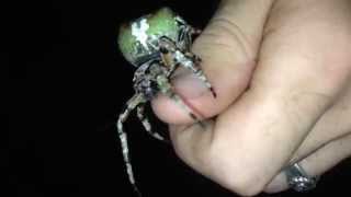 Giant Lichen Orbweaver Araneus bicentenarius [upl. by Airetas]