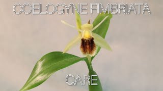 coelogynefimbriata orchidspecies Coelogyne fimbriata care [upl. by Deste]