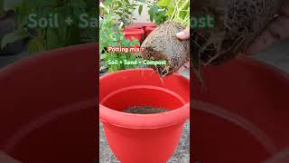 Repotting torenia 🌸 torenia winterflower flowers shorts plants ytshorts gardening [upl. by Olaznog]