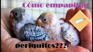 PERIQUITOS ¡Cómo empapillar periquitos 20 y 18días 🐣🐤🐥💜😍🌈🍃 [upl. by Coney]