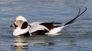 Longtailed Duck  Old Squaw duck [upl. by Payne]