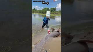 wow Its hard to catch rare eels fishing animals movie [upl. by Eseret]