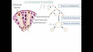 03la spermatogenèse [upl. by Ailahs]