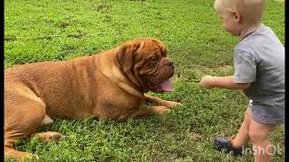 Dogue de Bordeaux amp Baby Playing [upl. by Aulea]