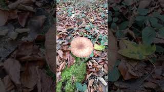 Last Armillaria mellea mushrooms season 2024 wildnature discoveraustria november shorts [upl. by Enehs]