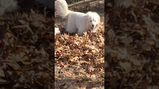 Jelly Musa and Cotton enjoying my hard work lgd jellyandmusa greatpyrenees cottondetear [upl. by Sybley12]