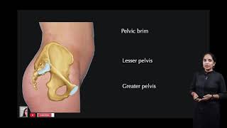 Pelvis Anatomical position True and False pelvis [upl. by Aimak]