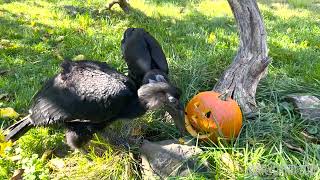 Rwen and Everest Ground Hornbill Brothers [upl. by Nylzor]