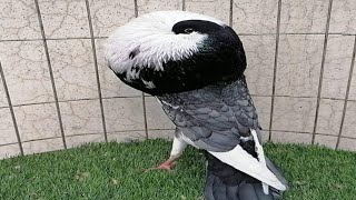 Beautiful Norwich Cropper pigeon pouter pigeon [upl. by Htebasil]