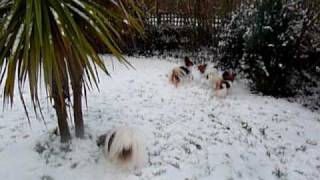 Papillons playing in the snow [upl. by Westphal]