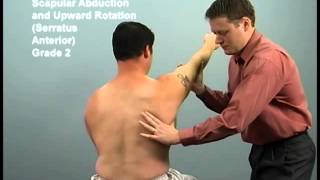 upper extremity scapular abduction and upward rotation Serratus Anterior [upl. by Binny]