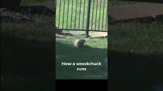 How does a woodchuck run [upl. by Rasure]