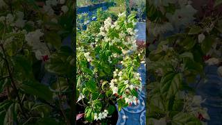 How to Plant Grow and Care for Bleeding Hearts shorts ytshorts gardening [upl. by Nwahsd]